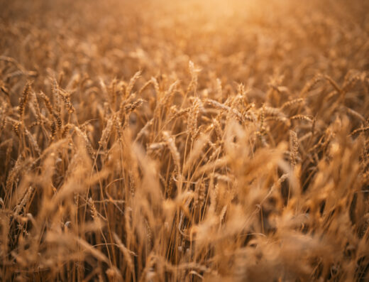 Isaac Miller Photography